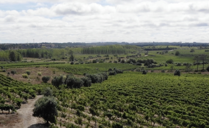 Rota da Vinha inaugurada no próximo domingo