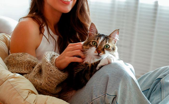 Campanha de apoio à esterilização de animais de companhia já iniciou